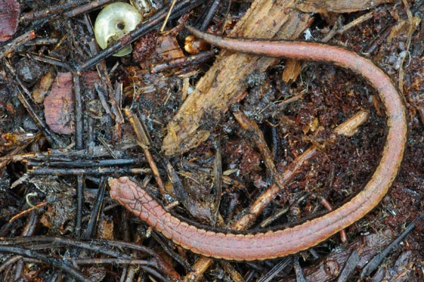 California Slender Salamander (Batrachoseps attenuatus)