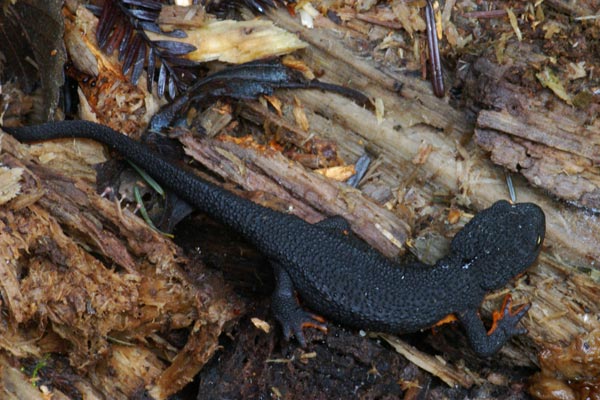 Rough-skinned Newt (Taricha granulosa)