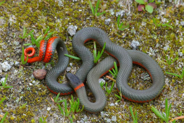 Monterey Ring-necked Snake (Diadophis punctatus vandenburghi)