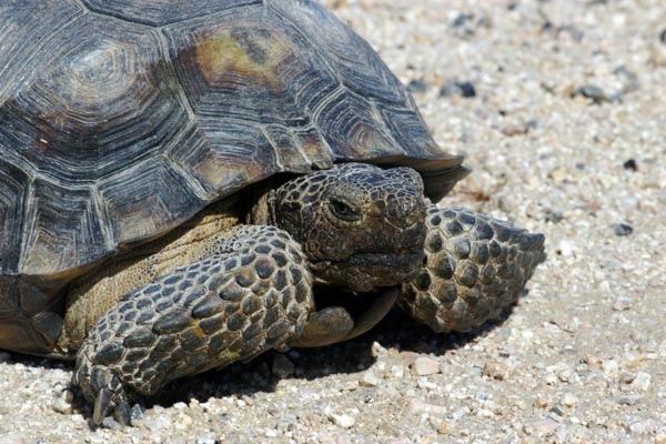 Mohave Desert Tortoise (Gopherus agassizii)