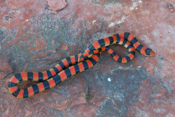 Variable Groundsnake (Sonora semiannulata semiannulata)