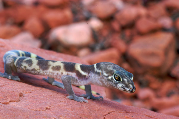 Desert Banded Gecko (Coleonyx variegatus variegatus)