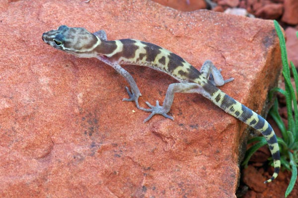 Desert Banded Gecko (Coleonyx variegatus variegatus)