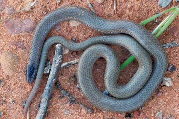 Smith’s Black-headed Snake (Tantilla hobartsmithi)