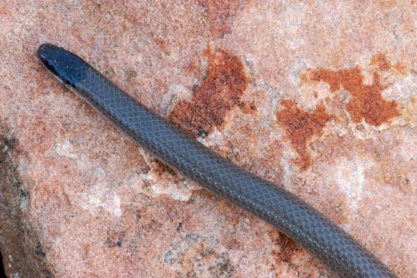 Smith’s Black-headed Snake (Tantilla hobartsmithi)