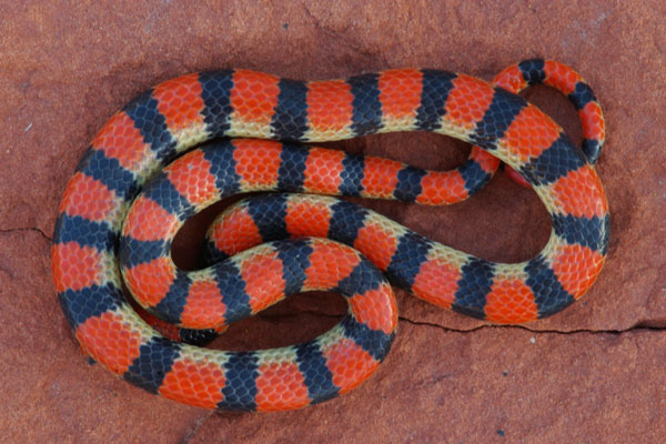 Variable Groundsnake (Sonora semiannulata semiannulata)