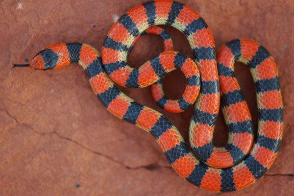 Variable Groundsnake (Sonora semiannulata semiannulata)