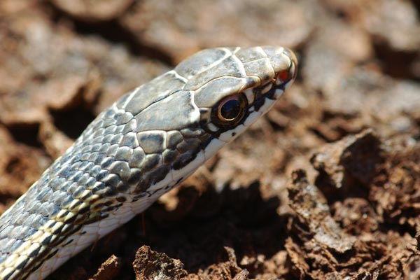 Desert Striped Whipsnake (Masticophis taeniatus taeniatus)