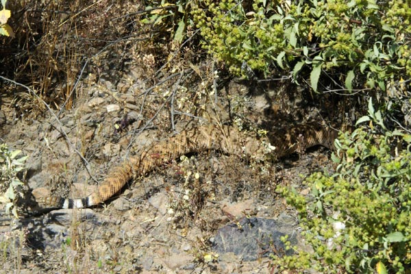 Western Diamond-backed Rattlesnake (Crotalus atrox)