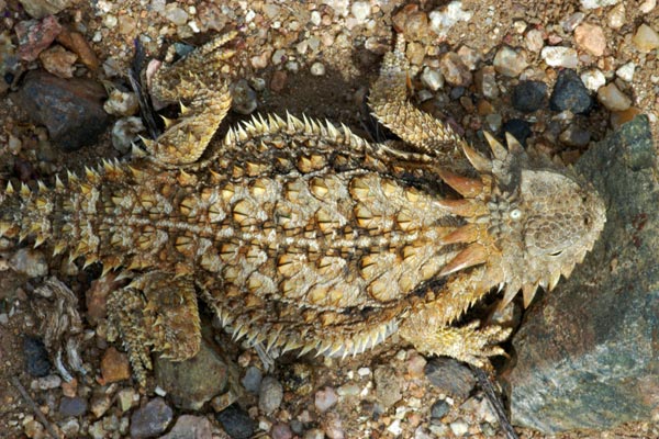 Regal Horned Lizard (Phrynosoma solare)