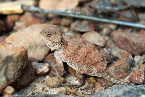 Hernandez’s Short-horned Lizard (Phrynosoma hernandesi hernandesi)