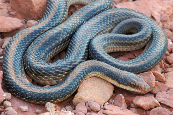 Mountain Patch Nosed Snake