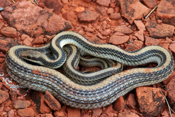 Desert Patch-nosed Snake (Salvadora hexalepis hexalepis)