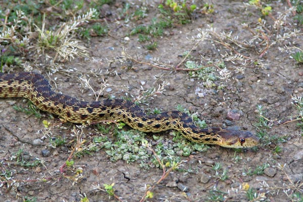 Pacific Gopher Snake