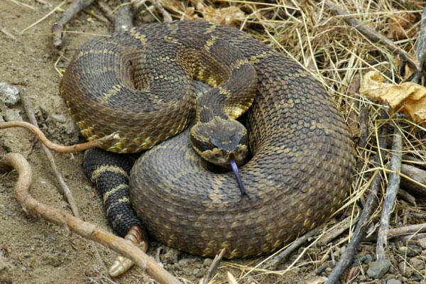 Northern Pacific Rattlesnake (Crotalus oreganus oreganus)