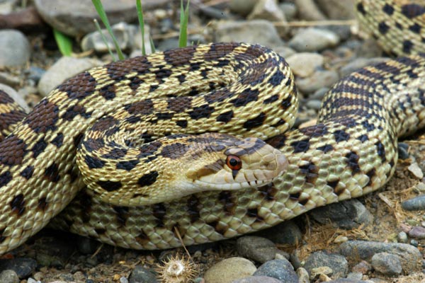 Pacific Gopher Snake (Pituophis catenifer catenifer)