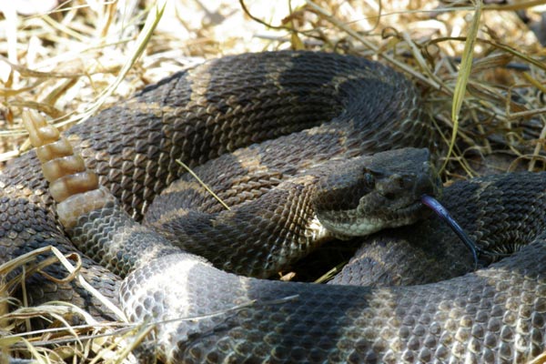 Northern Pacific Rattlesnake (Crotalus oreganus oreganus)