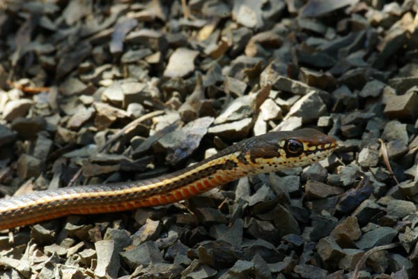 California Striped Racer (Masticophis lateralis lateralis)