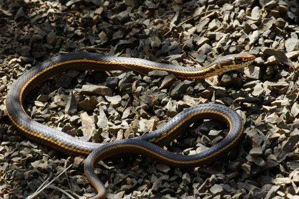 California Striped Racer (Masticophis lateralis lateralis)