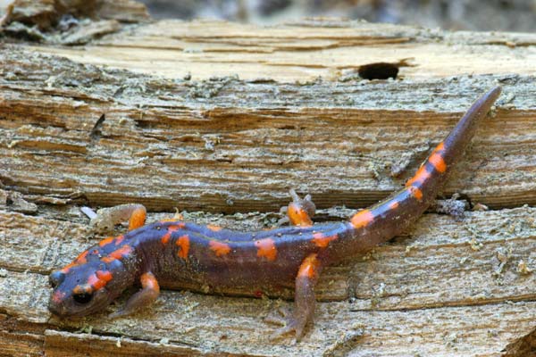 Sierra Nevada Ensatina (Ensatina eschscholtzii platensis)