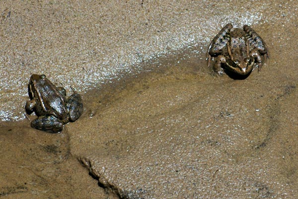 California Red-legged Frog (Rana draytonii)