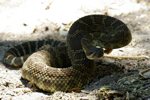 Northern Pacific Rattlesnake (Crotalus oreganus oreganus)