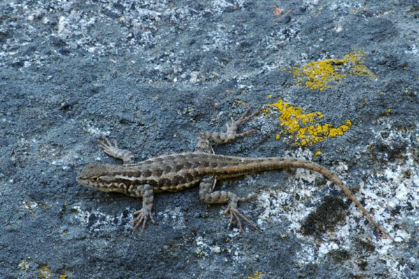 Western Sagebrush Lizard (Sceloporus graciosus gracilis)