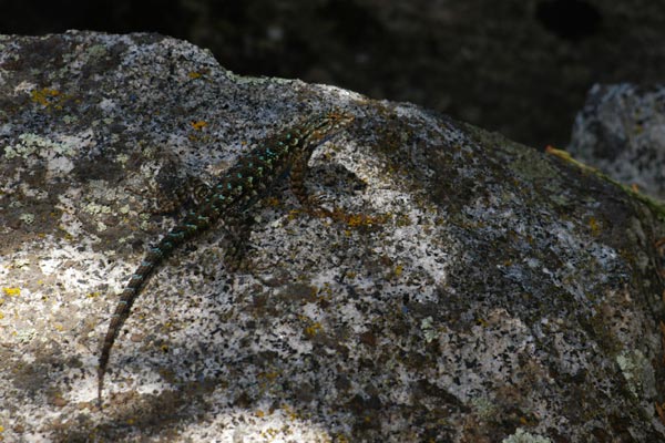 San Joaquin Fence Lizard (Sceloporus occidentalis biseriatus)