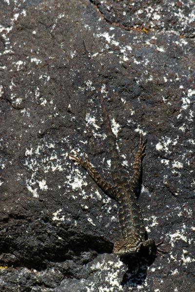 San Joaquin Fence Lizard (Sceloporus occidentalis biseriatus)