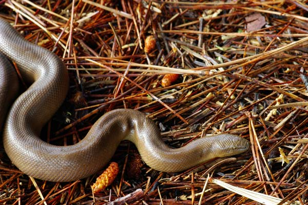 Northern Rubber Boa (Charina bottae)