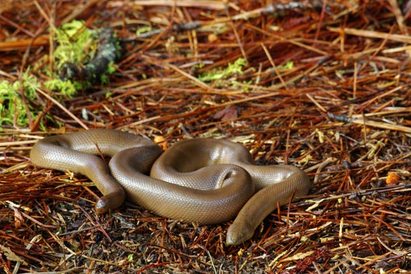 Northern Rubber Boa (Charina bottae)