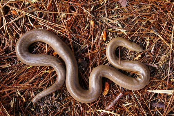 rubber Boa