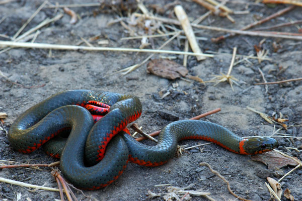 Wild - Ring-necked Snake punctatus)