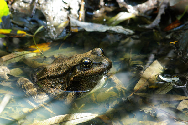 California Red-legged Frog (Rana draytonii)