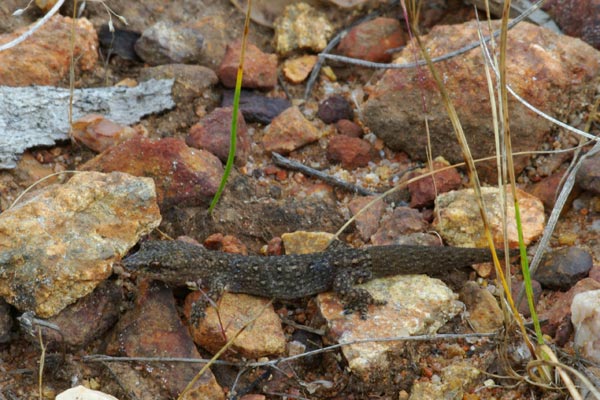 Southwestern Clawless Gecko (Crenadactylus ocellatus)