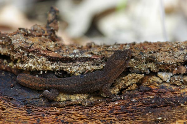 Southwestern Clawless Gecko (Crenadactylus ocellatus)