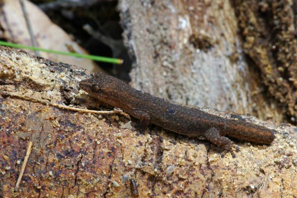 Southwestern Clawless Gecko (Crenadactylus ocellatus)