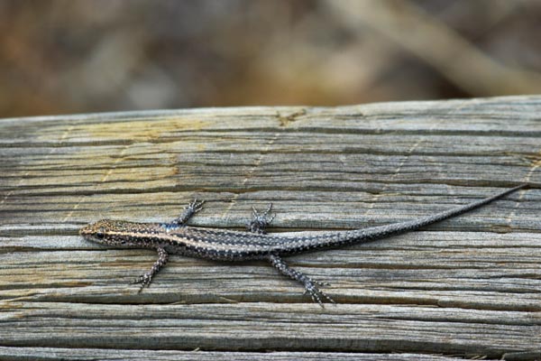 Buchanan’s Snake-eyed Skink (Cryptoblepharus buchananii)