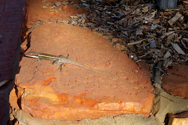 Long-nosed Dragon (Gowidon longirostris)