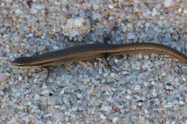 Common Dwarf Skink (Menetia greyii)