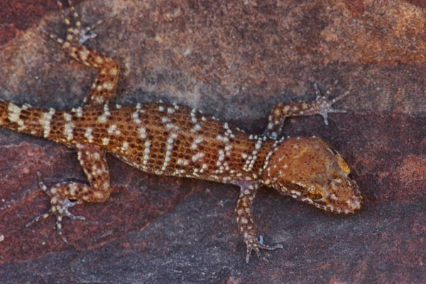 Bynoe’s Gecko (Heteronotia binoei)