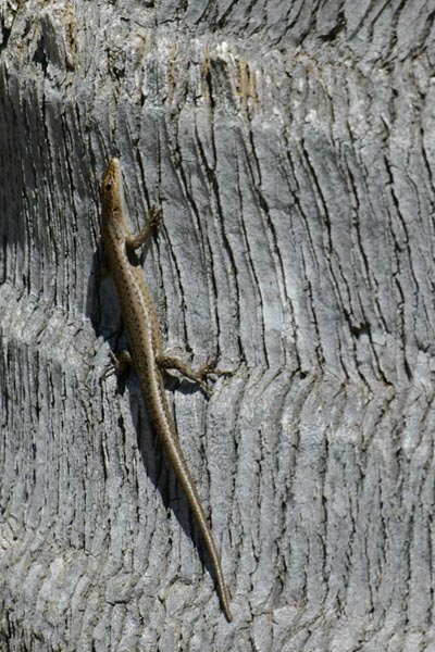 Péron’s Snake-eyed Skink (Cryptoblepharus plagiocephalus)