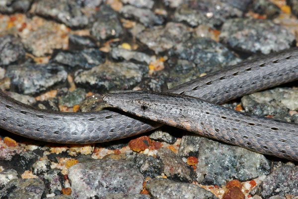 Burton’s Snake-lizard (Lialis burtonis)