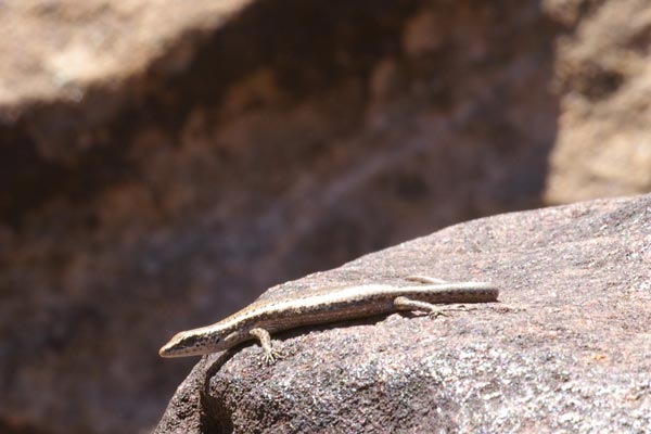 Péron’s Snake-eyed Skink (Cryptoblepharus plagiocephalus)