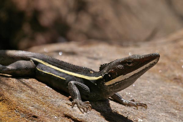 Long-nosed Dragon (Gowidon longirostris)