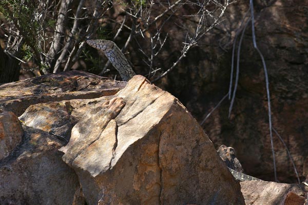 Perentie (Varanus giganteus)