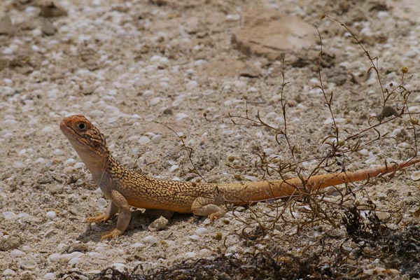 Central Netted Dragon (Ctenophorus nuchalis)