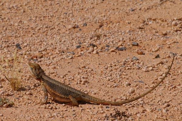 Bearded Dragons - Bush Heritage Australia