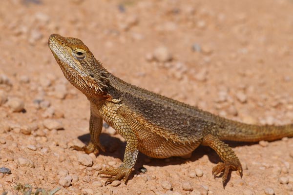 Bearded Dragons - Bush Heritage Australia