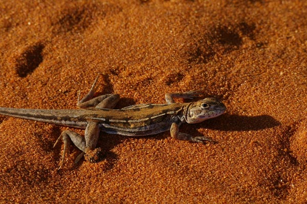 Spotted Military Dragon (Ctenophorus maculatus maculatus)